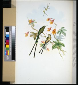 Porte-train (lesbia eucharis) - John (after) Gould