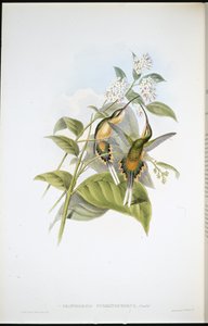 Ermite à longue queue - John (after) Gould