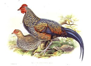 Deux faisans asiatiques (Gallus Sonneratii) gravés par l