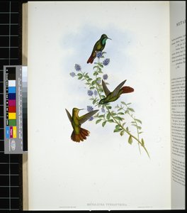 Queue de Tyrien (metallura Tyrianthina) - John (after) Gould