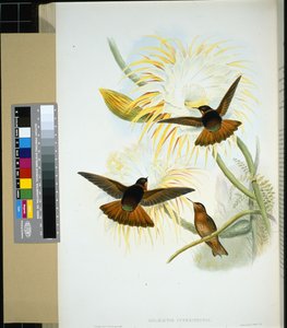 Stenura vénézuélienne (panychlora stenura) et (panychlora Russata) - John (after) Gould