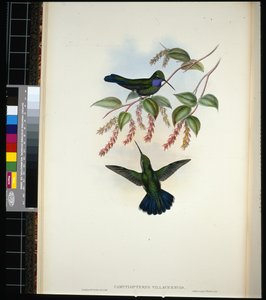 Sabre-ailé de Villavicencio (campylopterus villavicencio) - John (after) Gould