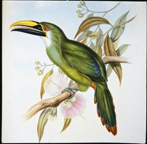 Toucan à bec rainuré de Wagler (Aulacoramphus Wagleri) - John (after) Gould
