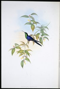 Nymphe des bois de Waterton (Thalurania Watertoni) - John (after) Gould