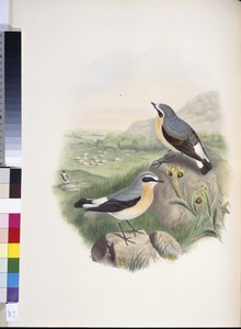 Traquet motteux (Oenanthe oenanthe) - John (after) Gould