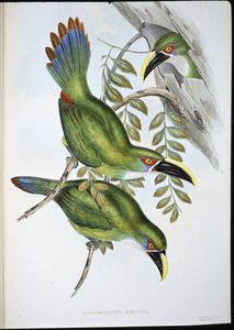 Toucan à bec rainuré à bande blanche (Aulacoramphus Albivitta) - John (after) Gould