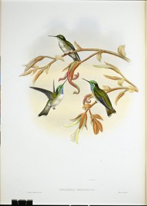 Colibri cacique à ventre blanc - John (after) Gould