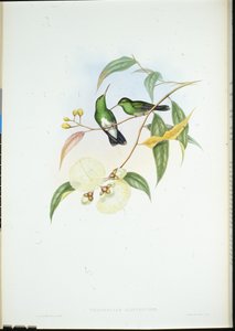 Émeraude à ventre blanc (Thaumatias Albiventris) - John (after) Gould