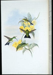 Émeraude à gorge blanche (Thaumatias Leucogaster) - John (after) Gould