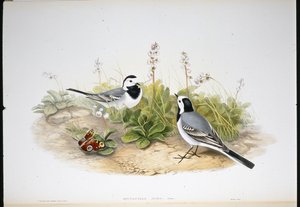 Bergeronnette grise (Motacilla Alba) - John (after) Gould