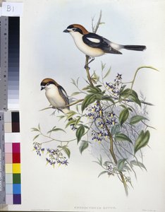 Pie-grièche écorcheur (Enneoctonus Rufus) - John (after) Gould