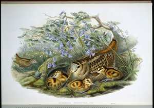 Bécasse des bois - John (after) Gould