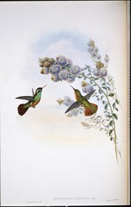 Colibri de Xantus - John (after) Gould