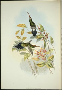 Ermite Yarquian - John (after) Gould