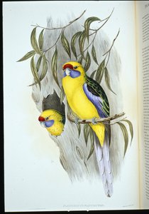 Perruche à ventre jaune - John (after) Gould