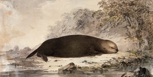 Loutre de mer, gravure d