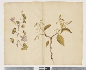 Ipomea Pes, caprae; Celtis paniculata - John (attr. to) Doody