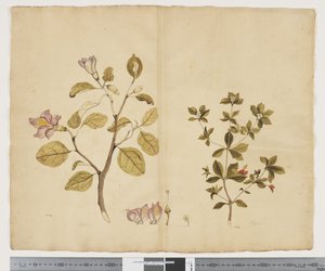 Lagunaria Patersonia; Alyxia gynopogon - John (attr. to) Doody