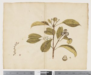 Samolus repens; Baloghia lucida