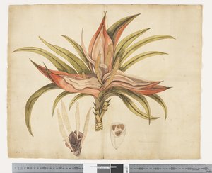 Freycinetia baueriana, c.1790-95 - John (attr. to) Doody