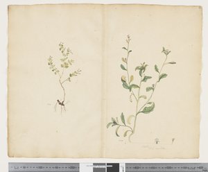 Euphorbia sparrmannii; Lobelia alata - John (attr. to) Doody