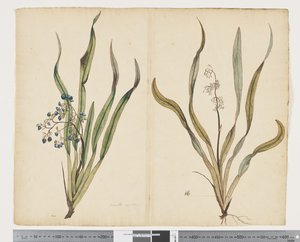 F.29 Dianella intermedia, c.1790-95 - John (attr. to) Doody