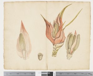 F.33 Freycinetia baueriana, c.1790-95 - John (attr. to) Doody