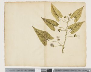 Calystegia affinis - John (attr. to) Doody