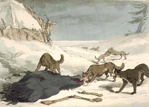 La chasse au loup, planche 74 du Volume III de 