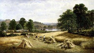 Récolte du grain doré près de Bishopsteignton, Plymouth - John Barrett
