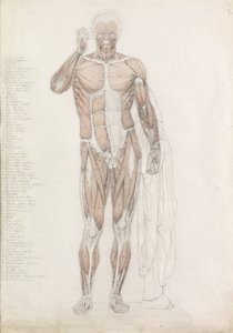Étude anatomique : la musculature humaine, en contrapposto - John Bathe