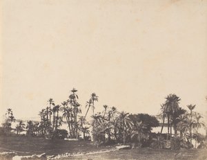 Étude de palmiers, bords du Nil, Kalabschi