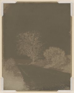 Arbre au bord d
