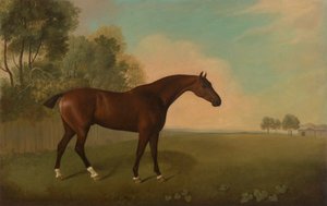 Un cheval bai dans un champ