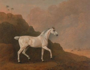 Un Étalon Arabe Gris dans un Paysage Désertique - John Boultbee