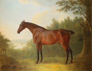 Marquis, un chasseur bai dans un paysage, 1811 - John Boultbee