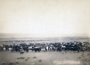 Cowboys conduisant du bétail, Dakota du Sud c.1890