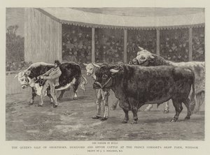 Vente de Shorthorn, Hereford et Devon Cattle de la Reine à la Ferme Shaw du Prince Consort, Windsor - John Charles Dollman