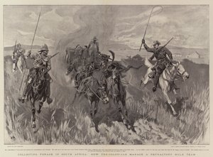 Collecte de fourrage en Afrique du Sud, comment les colons gèrent une équipe de mules réfractaires