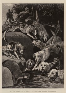 Chasse à la loutre en Cumbria, la loutre acculée
