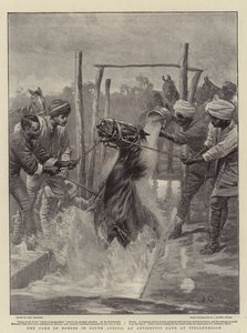 Le soin des chevaux en Afrique du Sud, un bain antiseptique à Stellenbosch - John Charlton