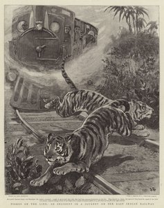 Tigres sur la Ligne, un Incident lors d