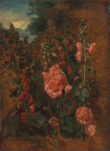 Étude sur les roses trémières