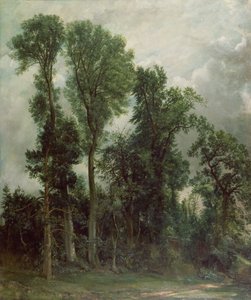 Arbres à Hampstead