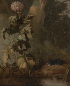 Un pavot égyptien et une taupe d