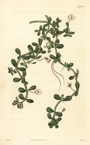 Brahmi ou hysope d
