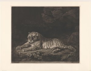 Tigresse - John Dixon