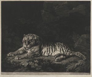 Une tigresse - John Dixon after George Stubbs