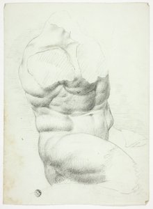 Torse d