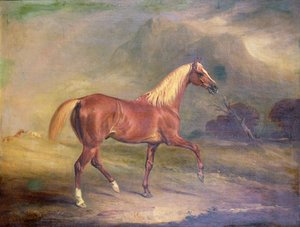 Étalon arabe alezan - John E. Ferneley